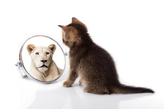 'EwaStudio/Adobe Photostock', 'Kitten with mirror, licensed for use'.