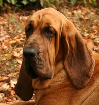 Aggressive bloodhound best sale