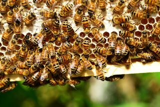 The Fascinating Complex Minds of Bees and Why They Matter