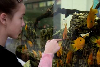 The Role of a Fish Tank in Therapy - Psychology Today