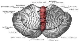  Sobotta's Textbook and Atlas of Human Anatomy 1908/Public Domain