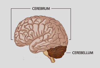 brain cerebellum