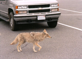 Oregon Department of Fish & Wildlife, via Wikimedia Commons.  Distributed under a CC BY-SA 2.0 license.