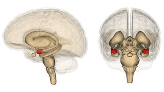 Life Sciences Database/Wikimedia Commons