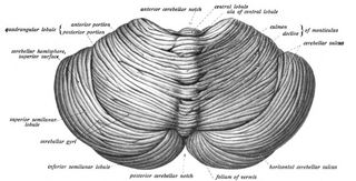 Dr. Johannes Sobotta - Sobotta's Textbook and Atlas of Human Anatomy 1908 (Wikimedia Commons)