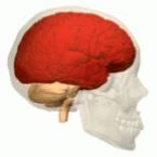 Life Sciences Database/Wikimedia Commons Life Sciences Database/Wikimedia Commons