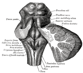 Gray's Anatomy (Wikimedia Commons)