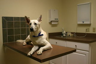 Are There Behavior Changes When Dogs Are Spayed Or Neutered? | Psychology  Today