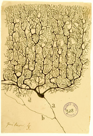 Santiago Ramón y Cajal/Public Domain Santiago Ramón y Cajal/Public Domain