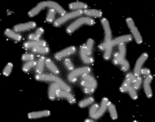 U.S. Department of Energy Human Genome Program/Public Domain U.S. Department of Energy Human Genome Program/Public Domain