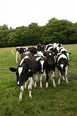 Cows © Katy Walker / wikimedia commons