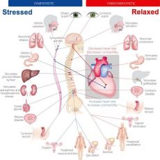 Stress Response and the Nervous System