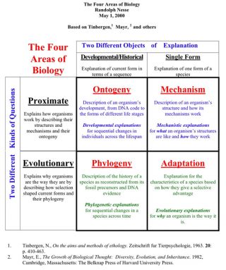 Tinbergen's four questions