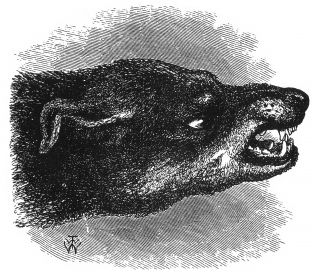 'Head of snarling Dog'