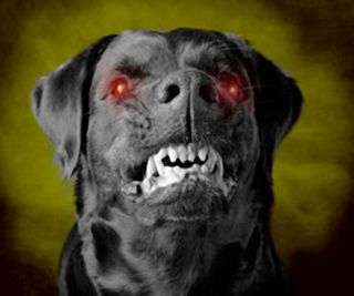 Image result for images of ferocious black dogs
