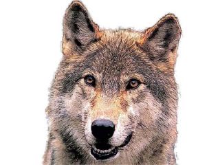 dog ear wolf prick upright