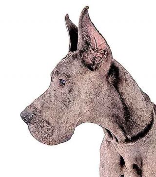 great dane dog ear cropped