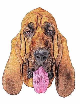 bloodhound dog ear folded