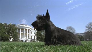 barney bush white house dog president 