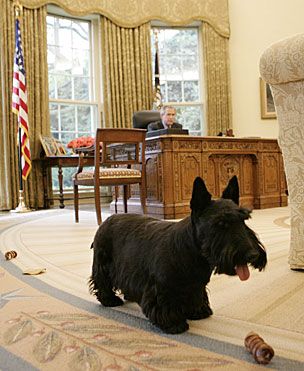 barney bush white house dog president oval office