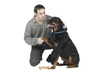 dog canine pet human animal bond touch petting contact communication