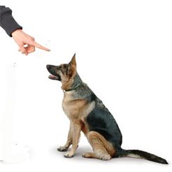 dog canine pet training learning reward punishment discipline positive