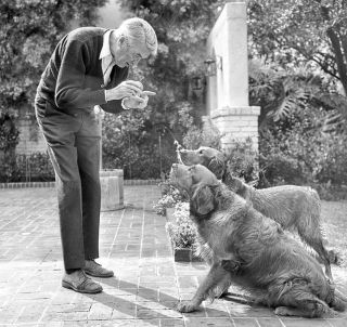 jimmy james stewart dog canine pet golden retriever play ball