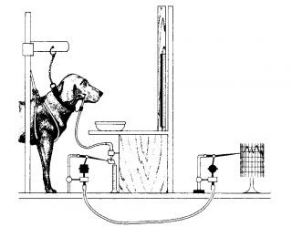 Pavlov's experimental appartus diagrammed