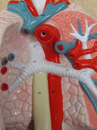 Anatomy model --showing the lung area with numbered areas.