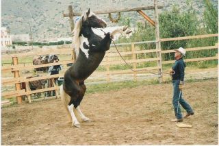 horse whisperer