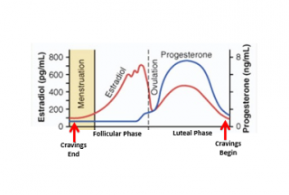 Your Boobs Grow Every Menstrual Cycle 11