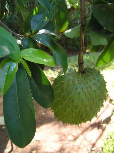 Soursop Destroys Cancer Cells, According To Studies 68919-59488