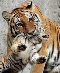 a tiger mother