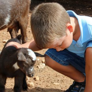 boy and goat