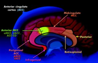 Anterior Cingulate Cortex and Ventral Striatum