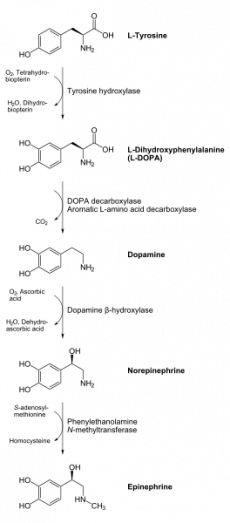 genetic for low and l dopamine tyrosine adderall