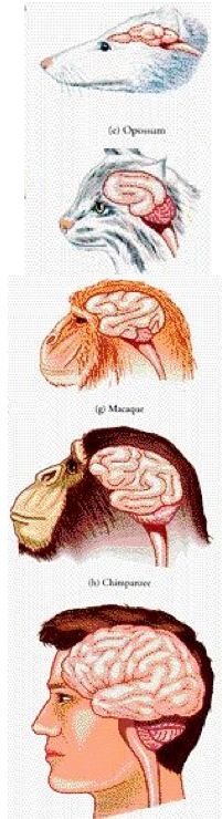 Author's Image