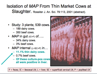 Thin cows with Johne's Disease