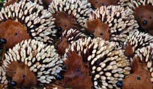 Live Hedgehogs For Sale