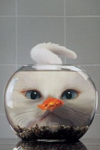 Cat and fish in a fish bowl