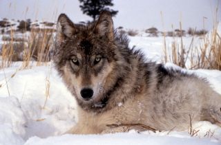 The gray wolf was once the most widespread carnivore in the world.