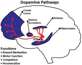 Meaning dopamine Dopamine