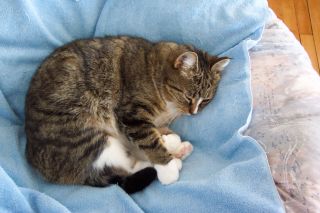 Cat Euthanasia Do It Yourself - PetsWall