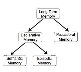 The Three Knowledge-Memory Systems that Guide Your Life | Psychology Today