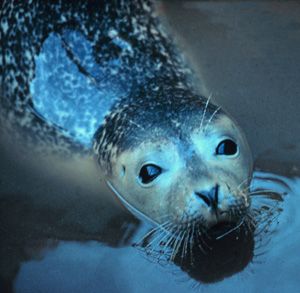 Whiskers Seal the Deal | Psychology Today Ireland