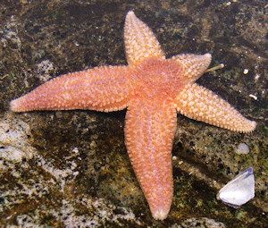 Jonathan Dale, Starfish Science blog