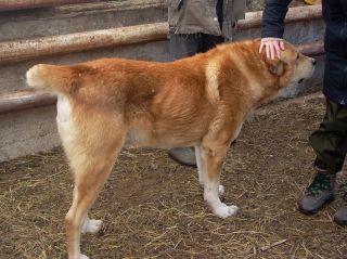  Caucasus shepherd dogs have been guarding livestock for thousands of years.