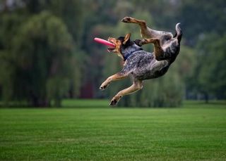 Dog catching a Frisbee