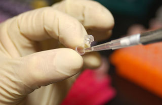 NHGRI researcher uses a pipette to remove DNA from a micro test tube/Maggie Bartlett/NHGRI NHGRI researcher uses a pipette to remove DNA from a micro test tube/Maggie Bartlett/NHGRI
