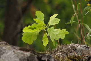 Oona Räisänen/Pixabay Oona Räisänen/Pixabay